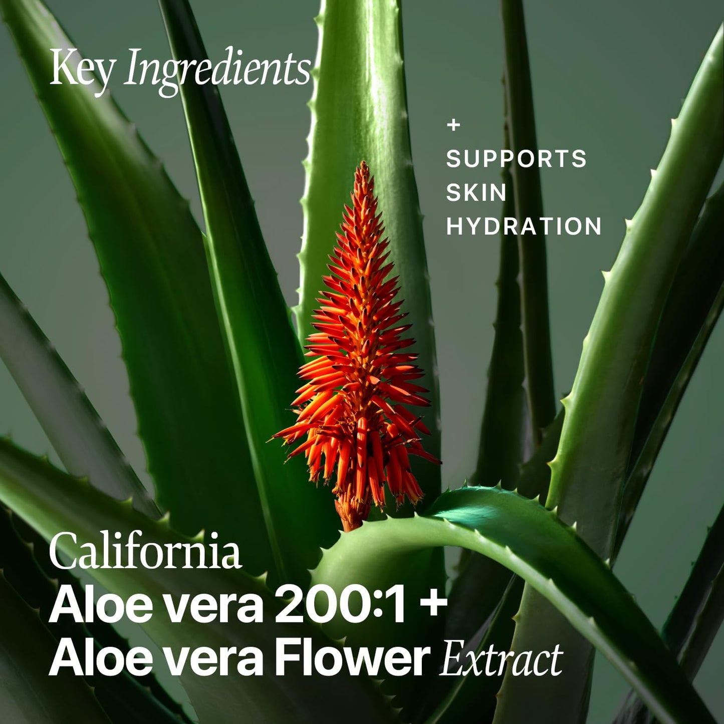 Nature Republic Mild & Moisture Aloe Vera Toner Quick Hydration & fast absorbing non-sticky texture, Aftersun & Aftershave,Moisturizing Face Skin & Hair,korean skin care All Skin Types 150ml/5.24oz